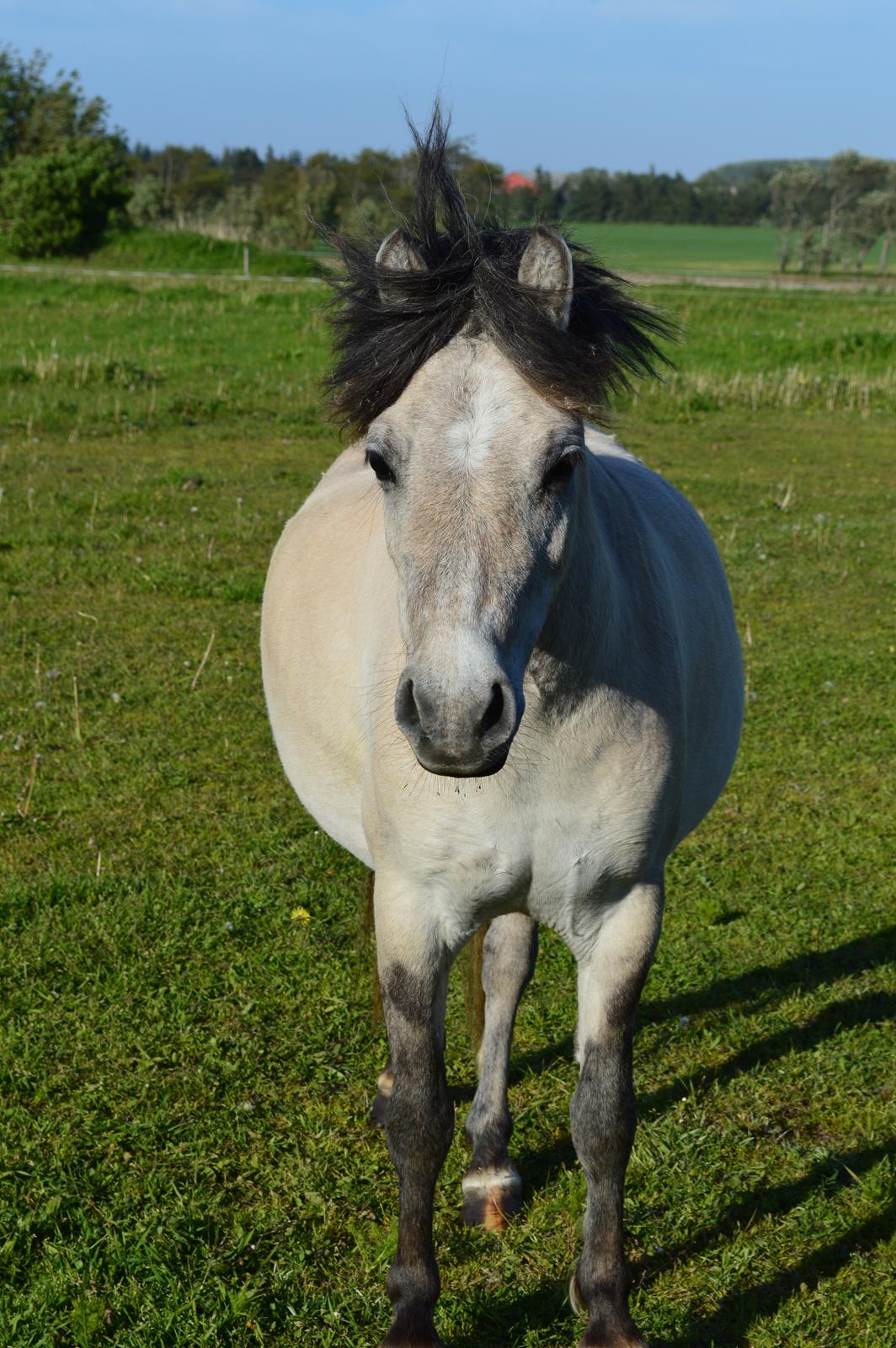 Anden særlig race Pippi ( Solgt) - Min puttepige! - 2013 billede 11