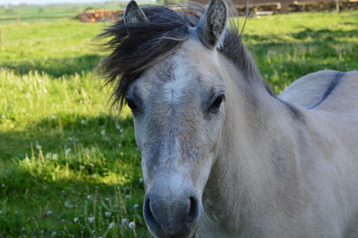 Anden særlig race Pippi ( Solgt) - Ligeså smuk som tyk, hvis ikke smukkere! <3 - 2013 billede 12