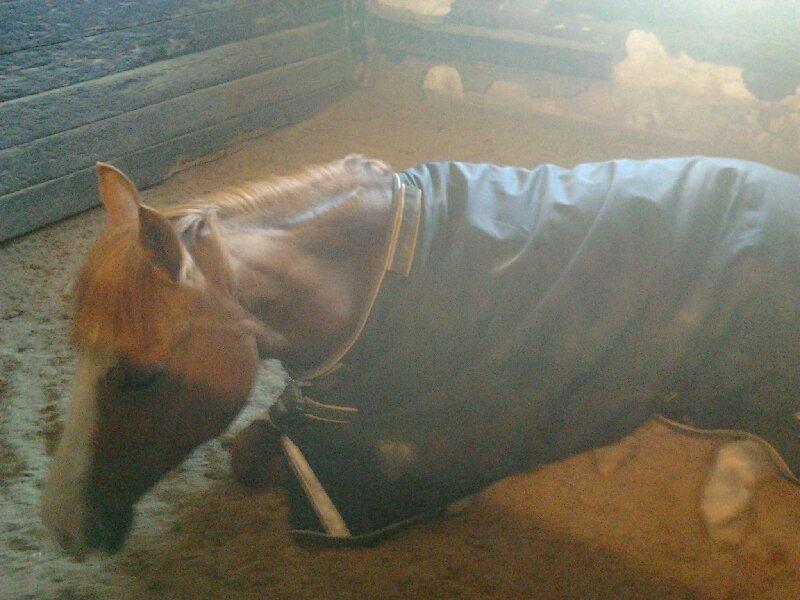 DSP Brandzöed Zoya Bredager - Zoya er træt efter dressur træning billede 5