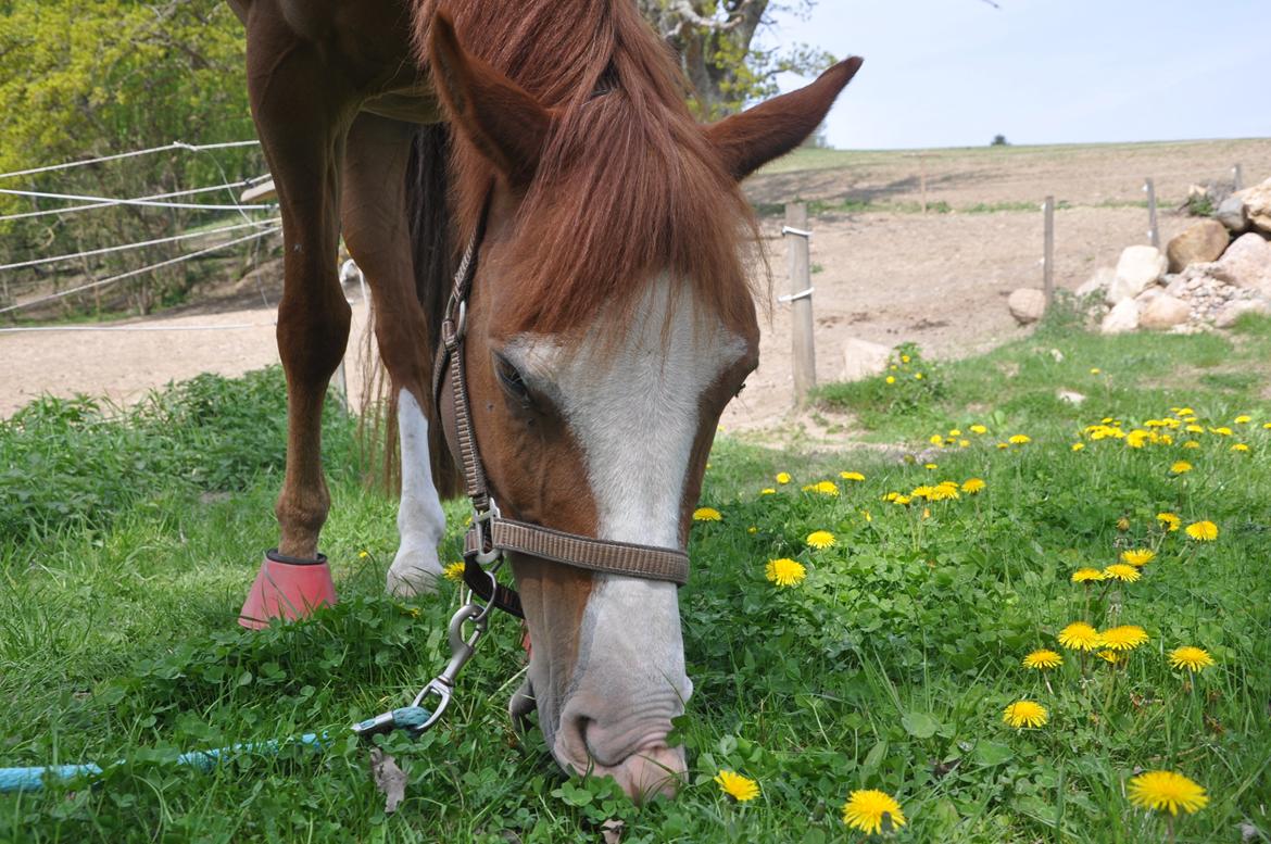 DSP Brandzöed Zoya Bredager - Velkomme til Zoyas profil. billede 1