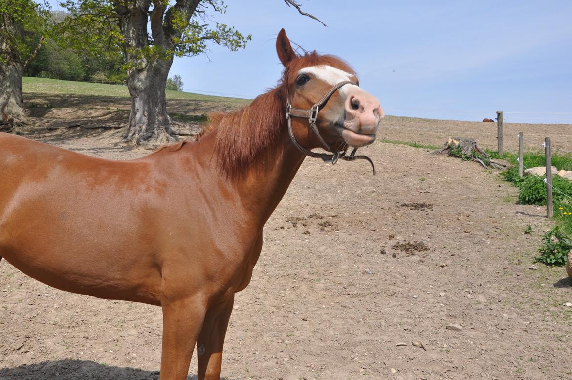 DSP Brandzöed Zoya Bredager - Zoya nyder eftermiddags solen på folden billede 3