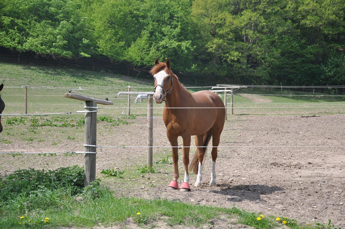DSP Brandzöed Zoya Bredager - Tak for at i kiggede billede 19