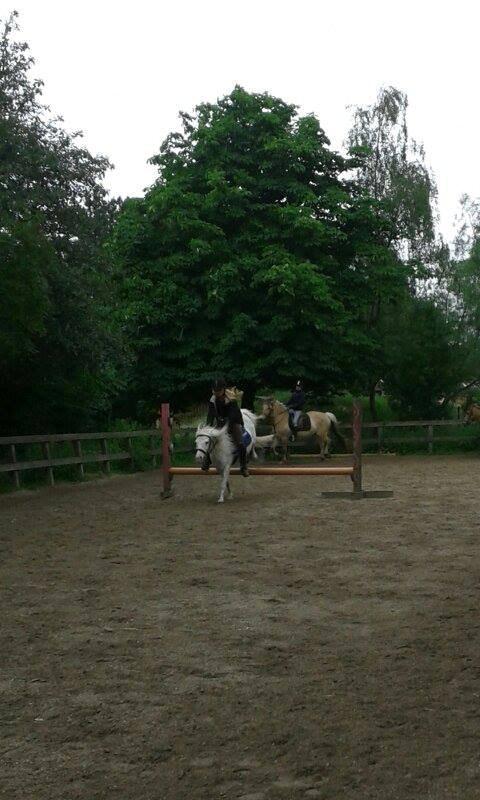 Knabstrupper Susi af Kaldred *Prinsessen* - What ever you say, what ever you do, I will always love you <3 billede 14