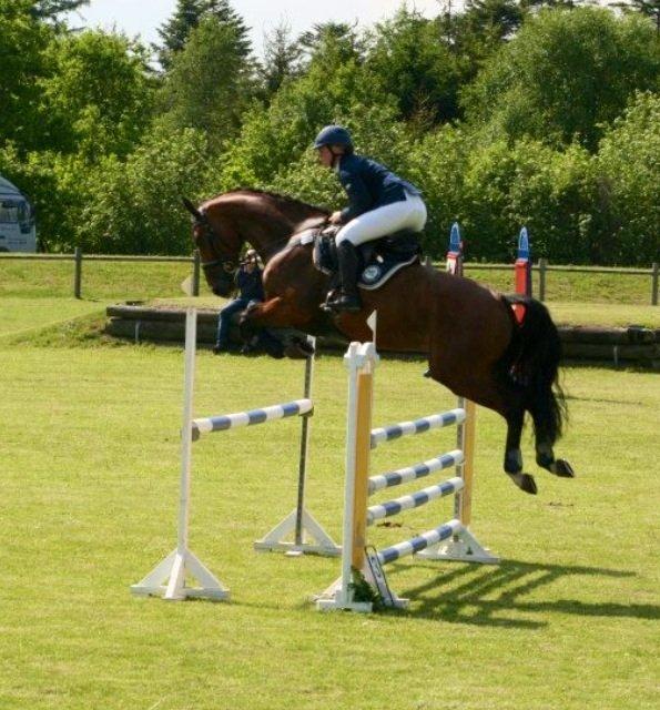 Dansk Varmblod Hoeck's Caliscan billede 10