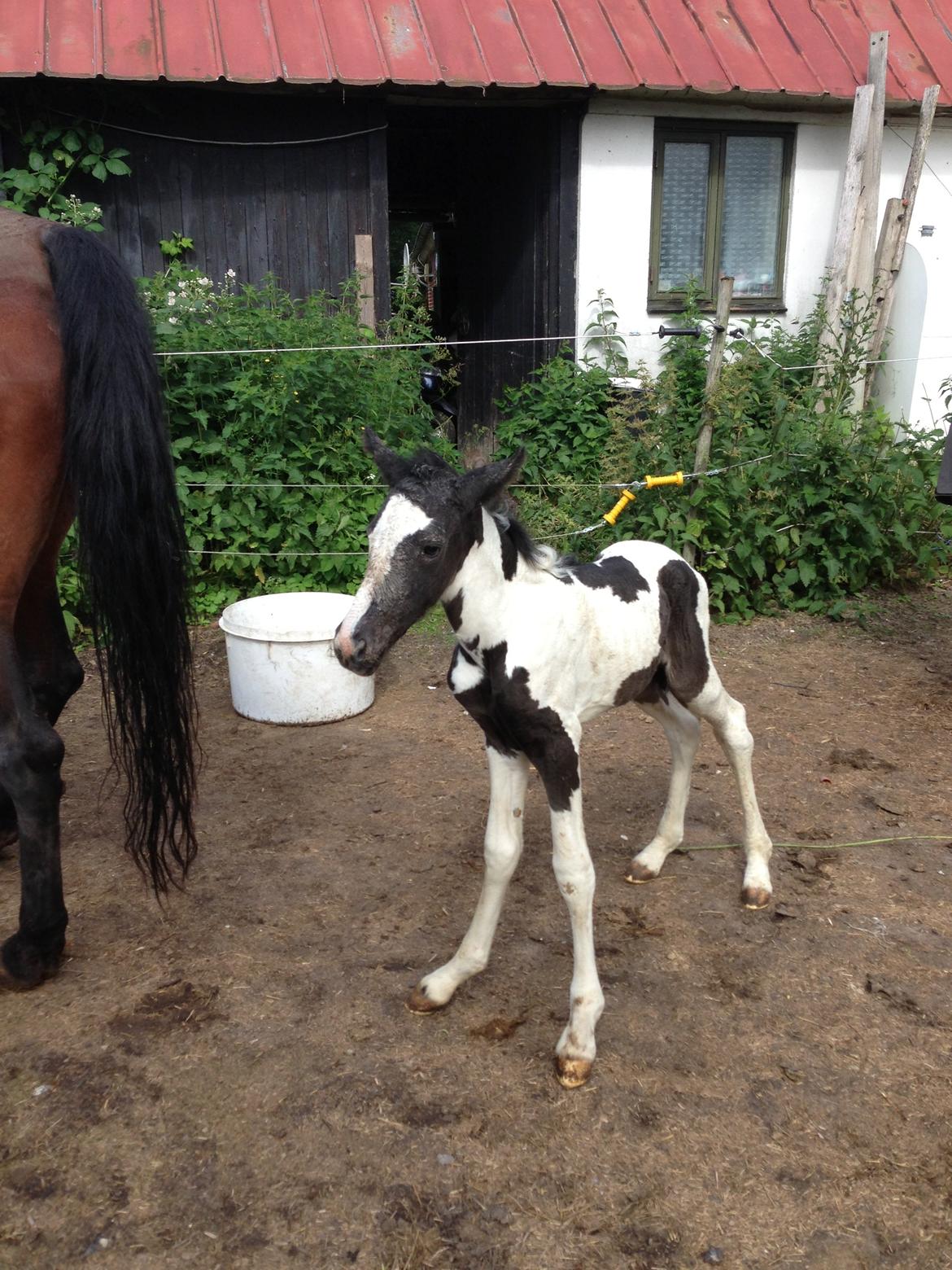 Pinto Lubjiana billede 7