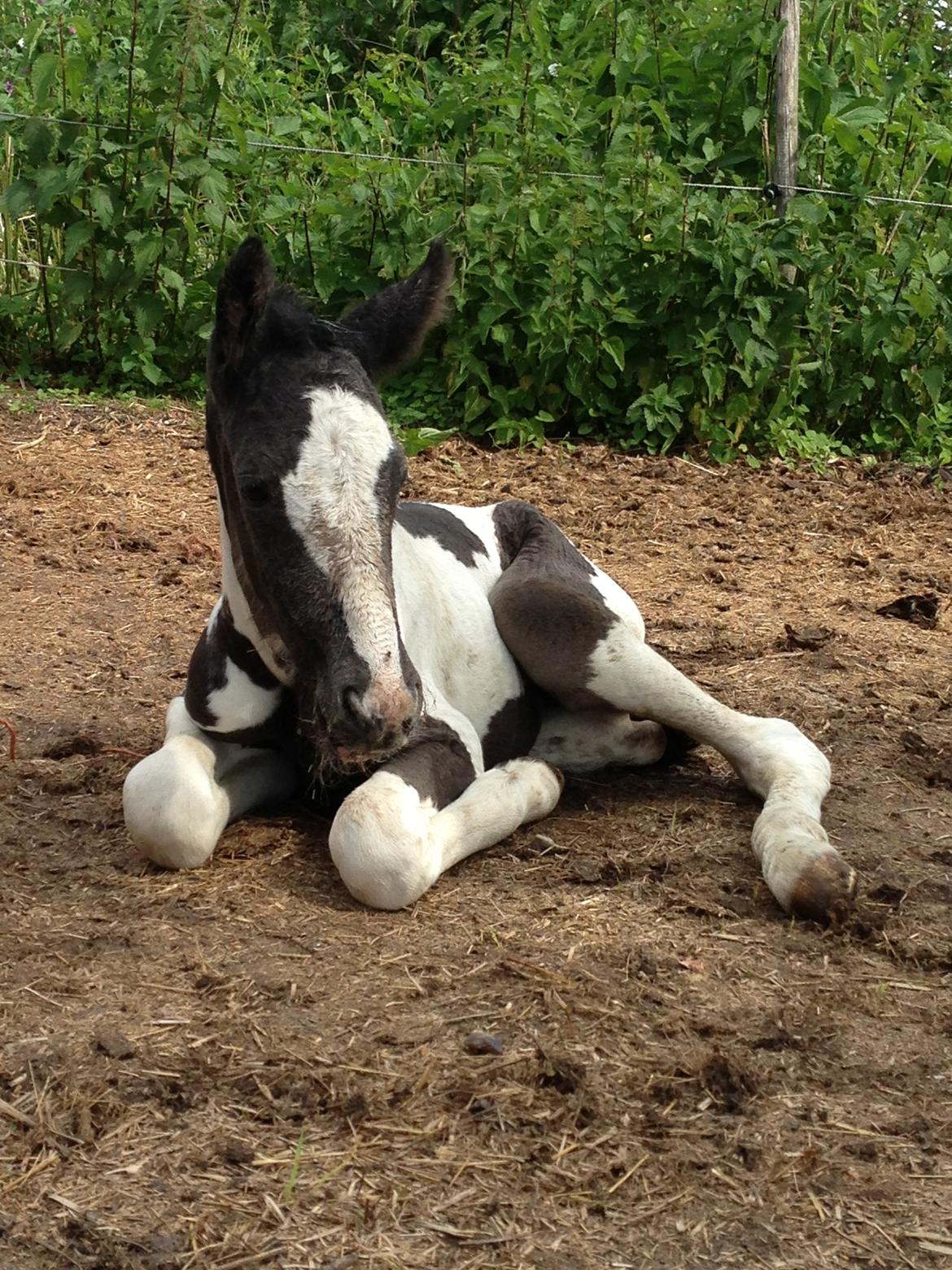 Pinto Lubjiana billede 8