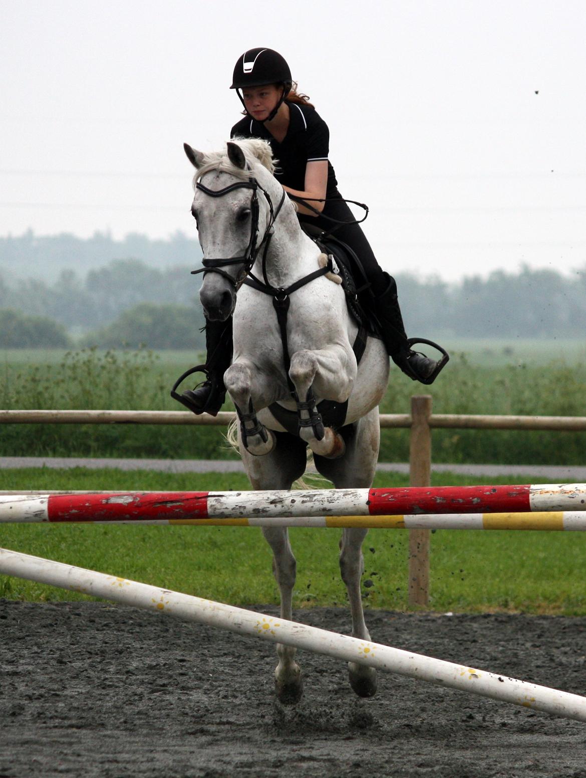 Hollandsk Sportspony Amigo A-pony - Spring træning 2013 billede 20