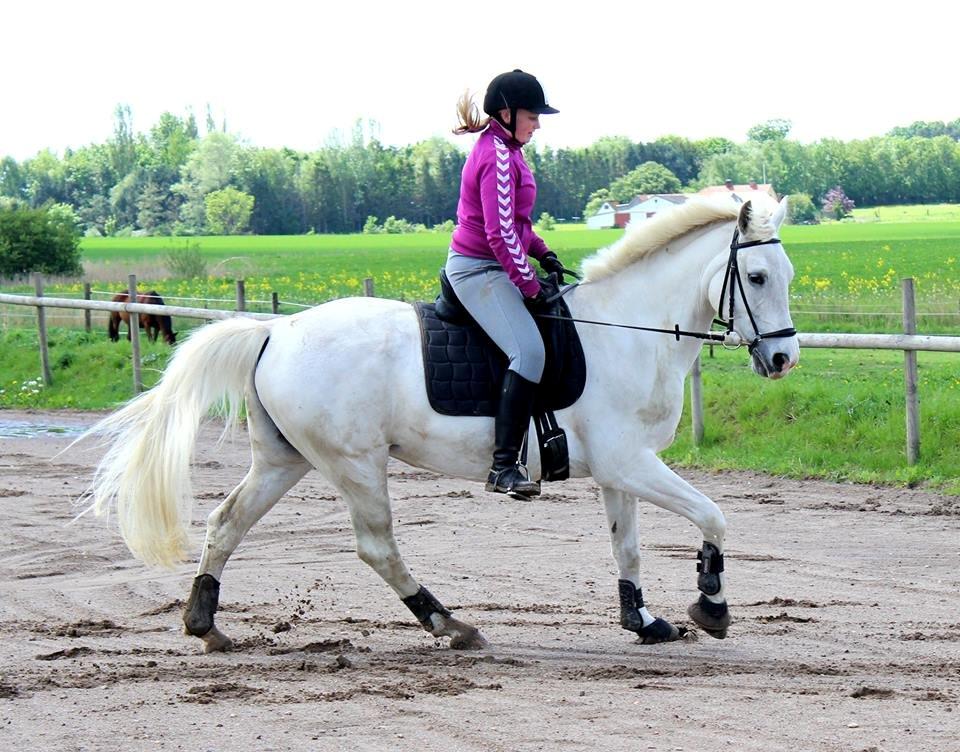 Anden særlig race Sunshine - Dressurtræning igen! 
Det går fremad, og hun er fantastisk! <3 billede 6