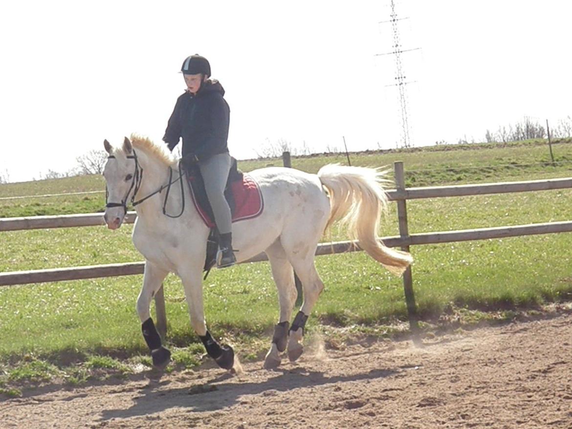 Anden særlig race Sunshine - Min smukke hest!  billede 8