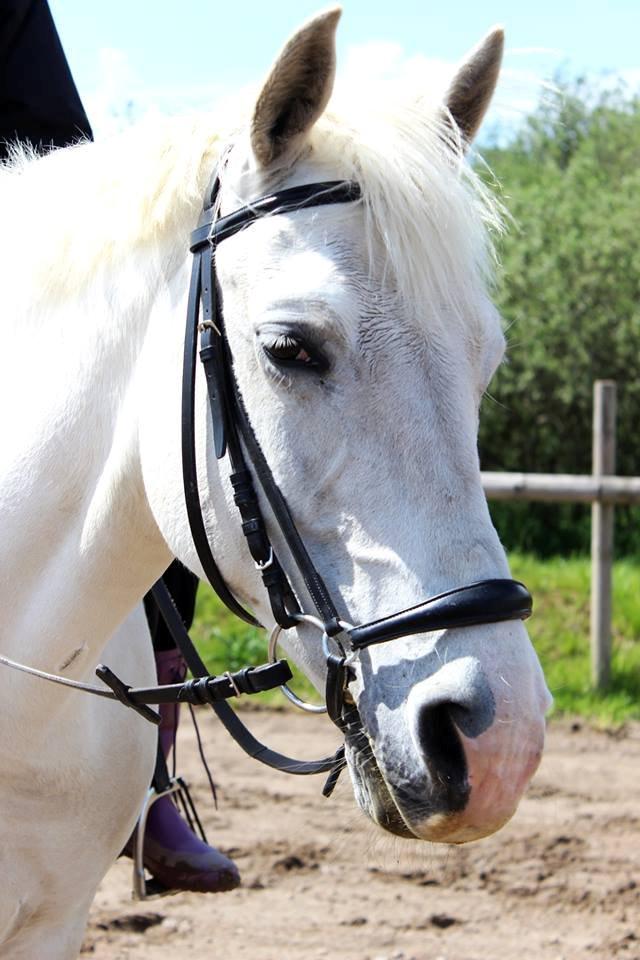 Anden særlig race Sunshine - She is the best!! <3<3 billede 9