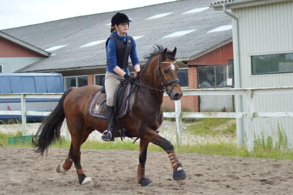 Welsh Cob (sec D) De Busies High Spirit billede 1