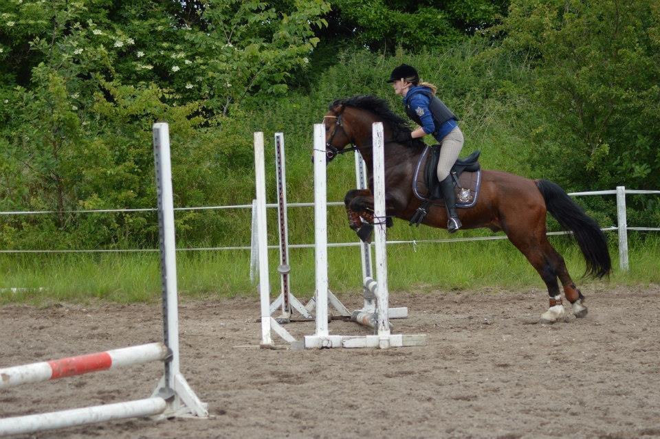 Welsh Cob (sec D) De Busies High Spirit billede 13