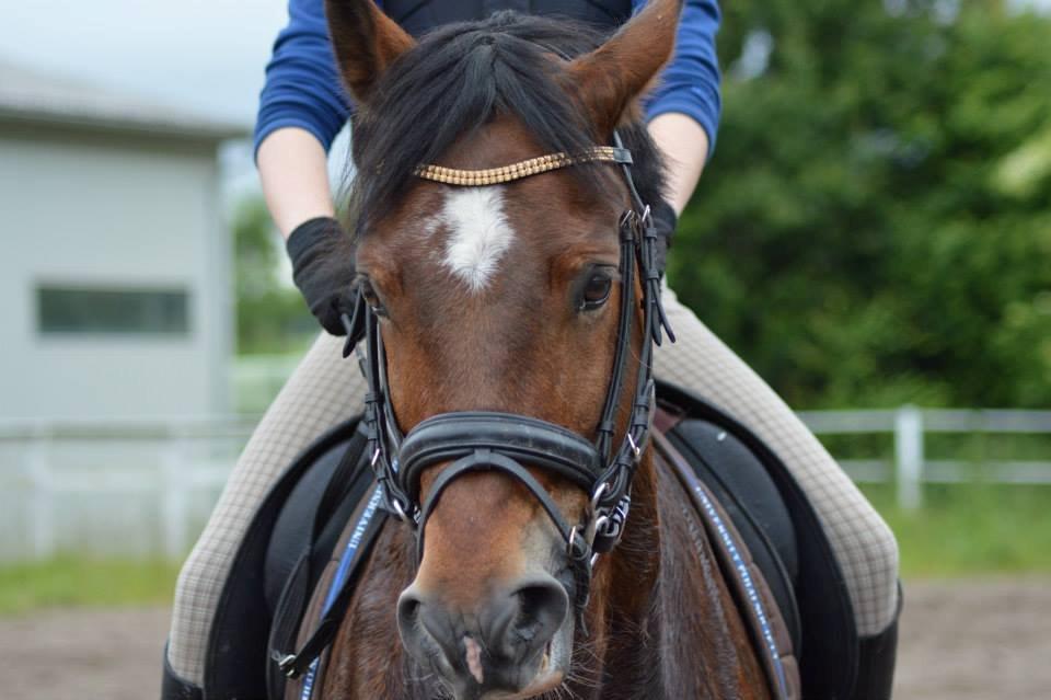 Welsh Cob (sec D) De Busies High Spirit billede 2