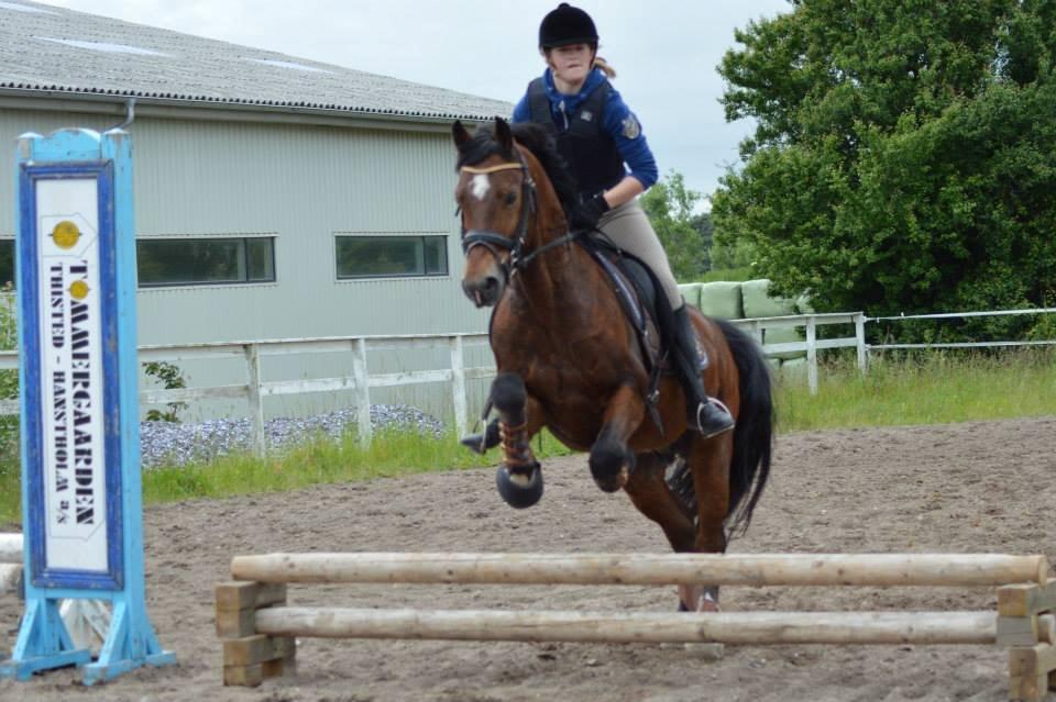 Welsh Cob (sec D) De Busies High Spirit billede 14