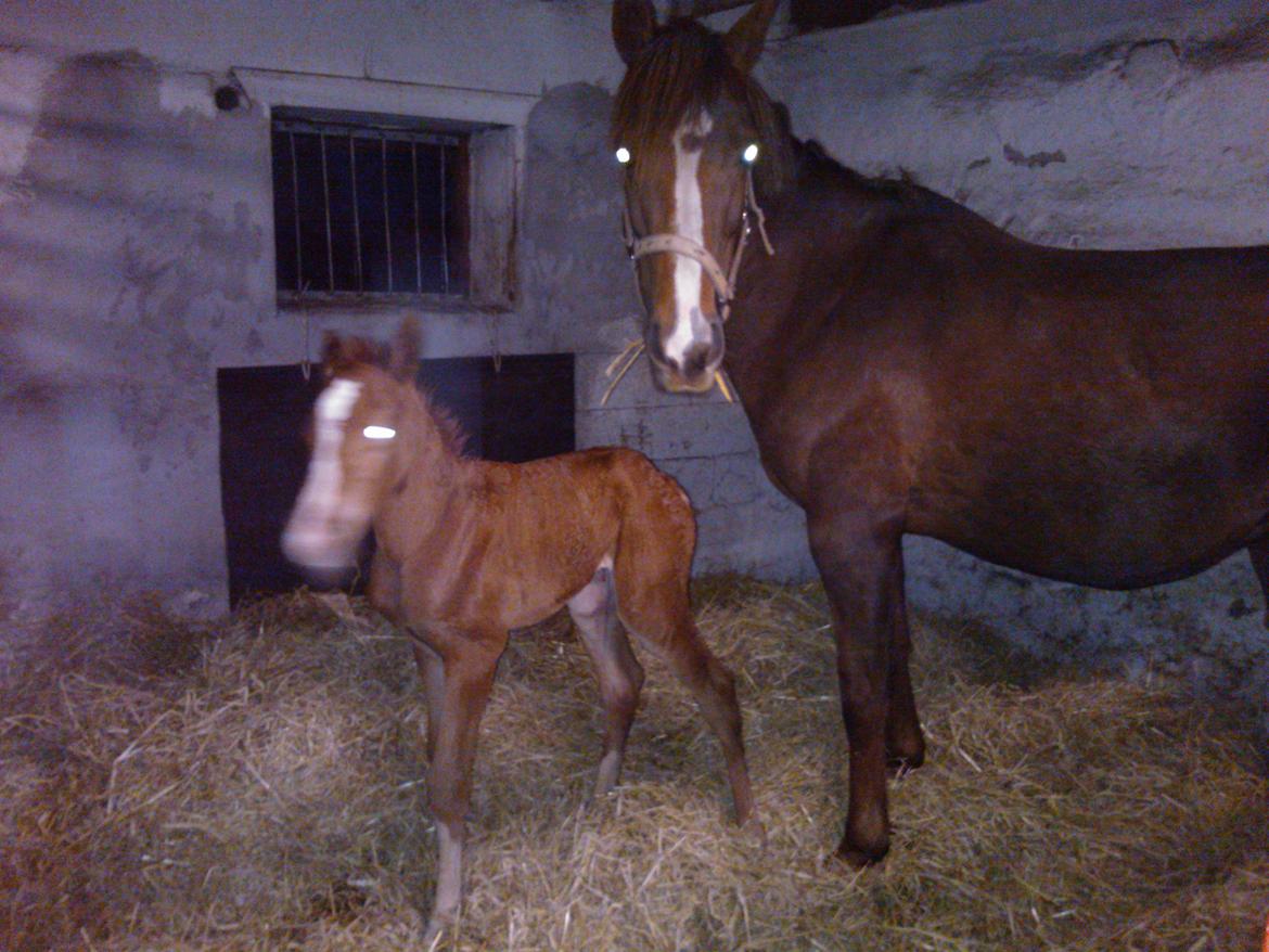 Anden særlig race de Rosche´s Turbo Speed billede 2