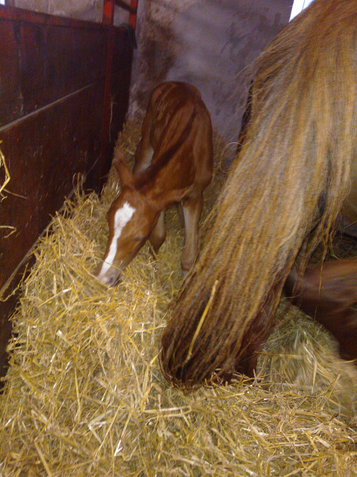 Anden særlig race de Rosche´s Turbo Speed billede 3