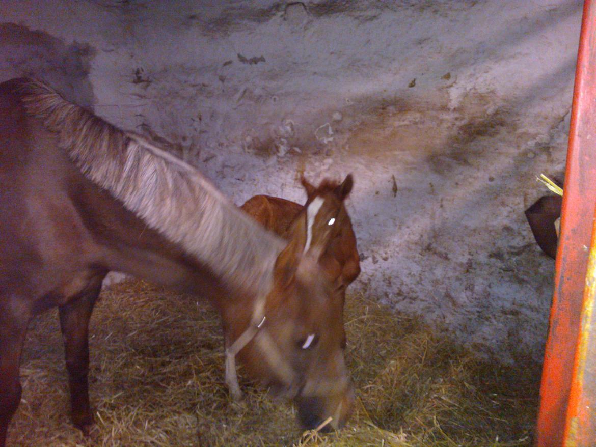 Anden særlig race de Rosche´s Turbo Speed billede 4