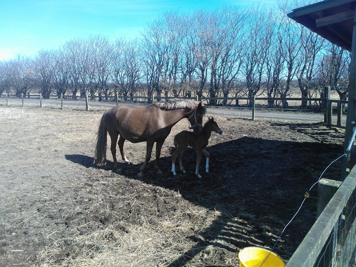 Anden særlig race de Rosche´s Turbo Speed billede 5