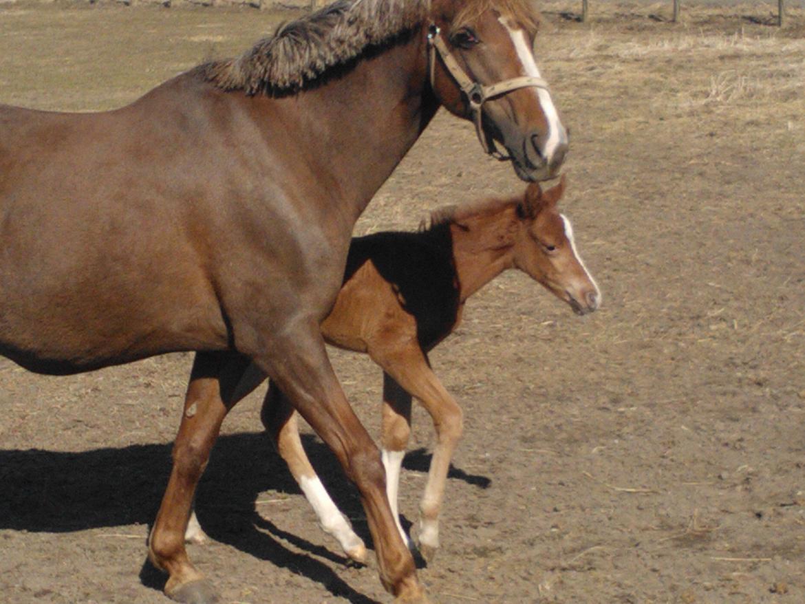 Anden særlig race de Rosche´s Turbo Speed billede 6