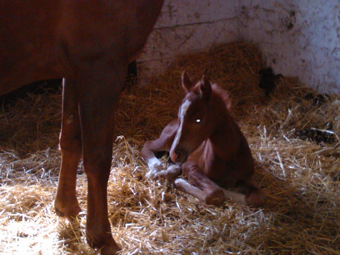 Anden særlig race de Rosche´s Turbo Speed billede 7