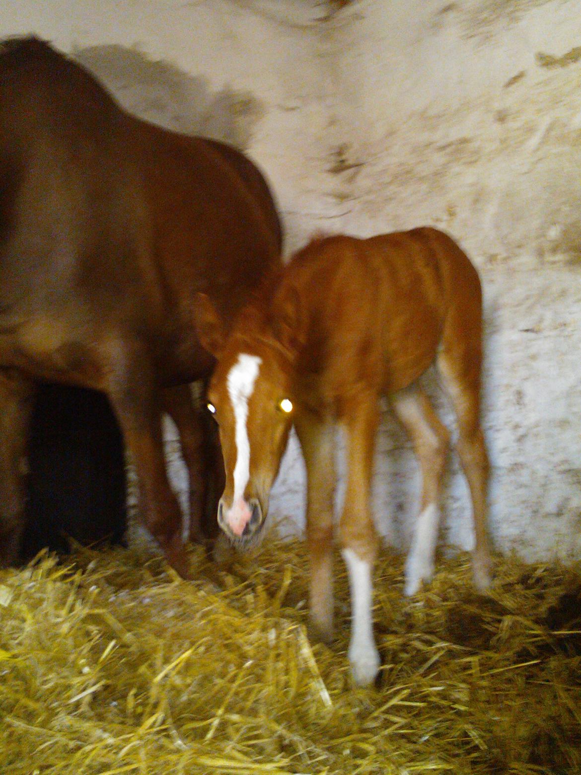 Anden særlig race de Rosche´s Turbo Speed billede 8