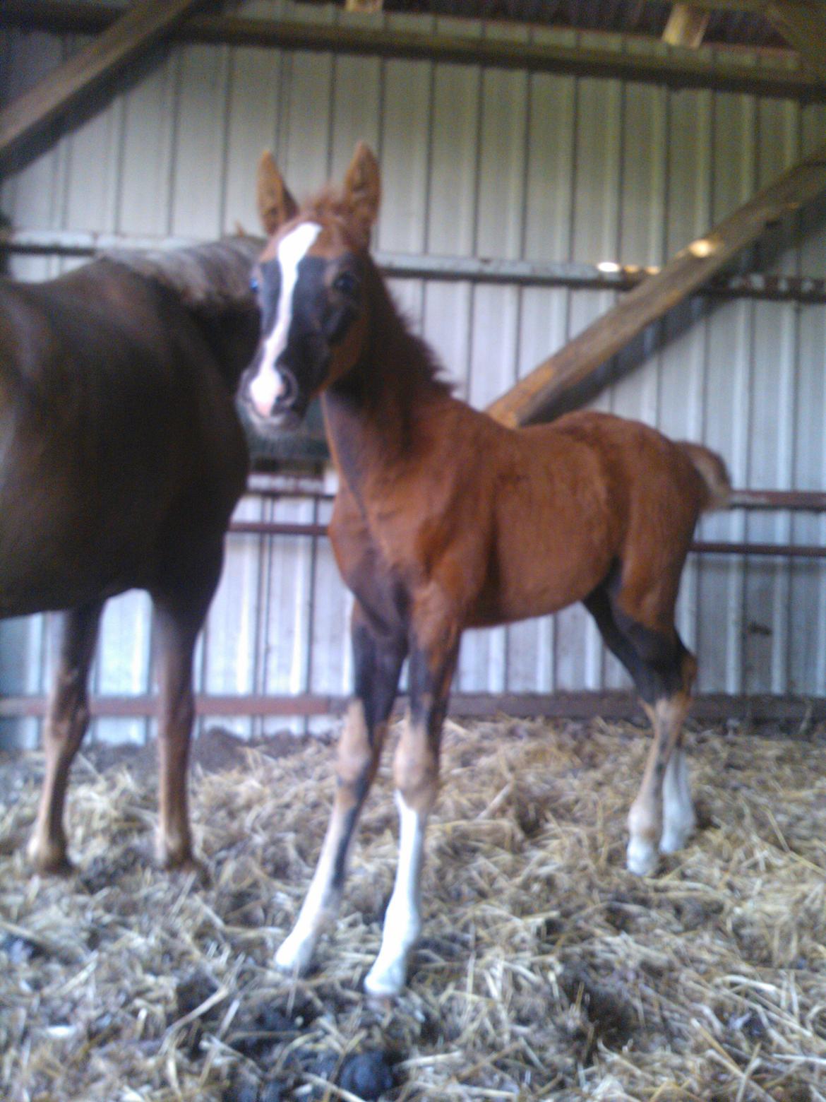 Anden særlig race de Rosche´s Turbo Speed billede 9