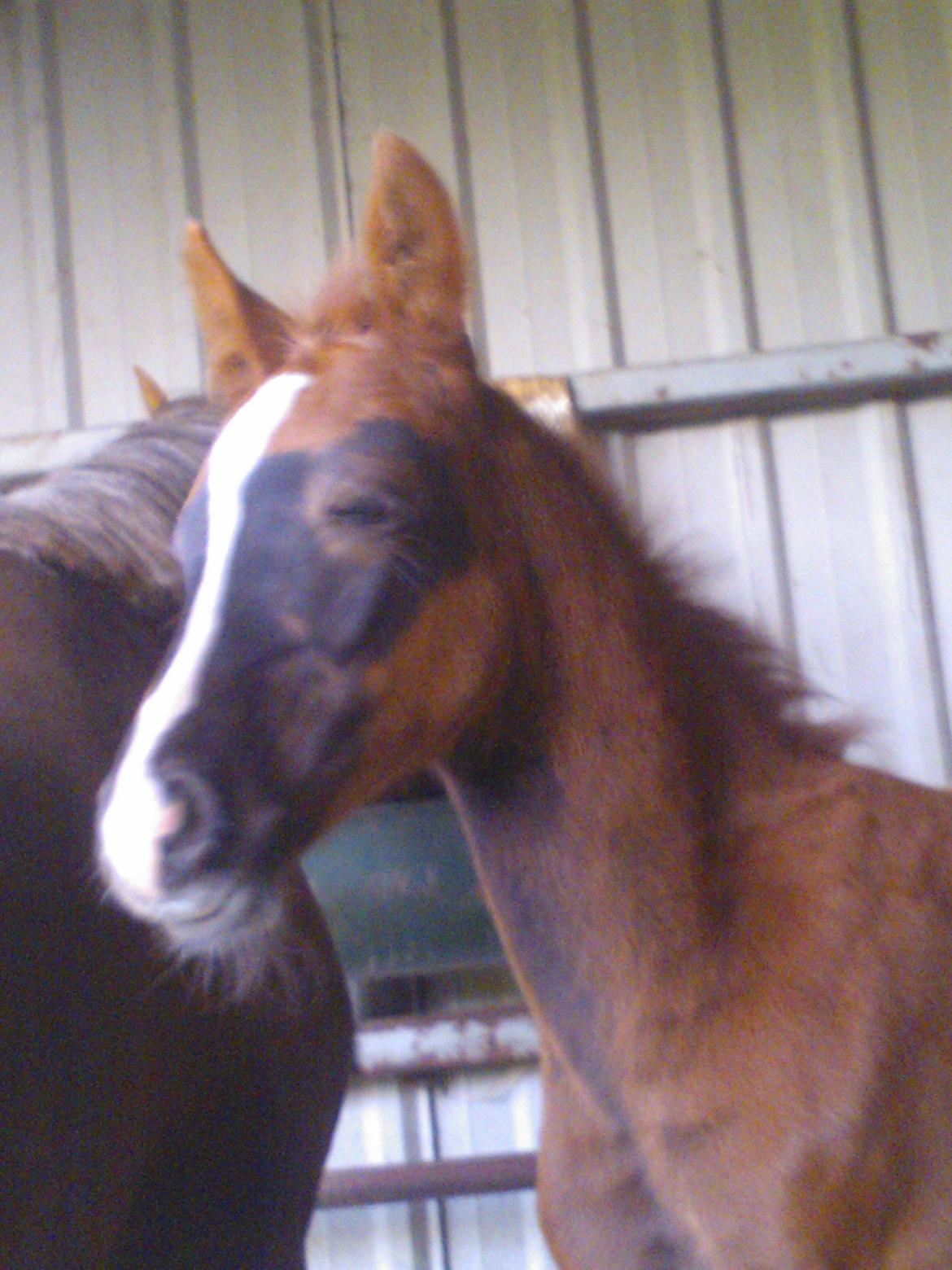 Anden særlig race de Rosche´s Turbo Speed billede 10