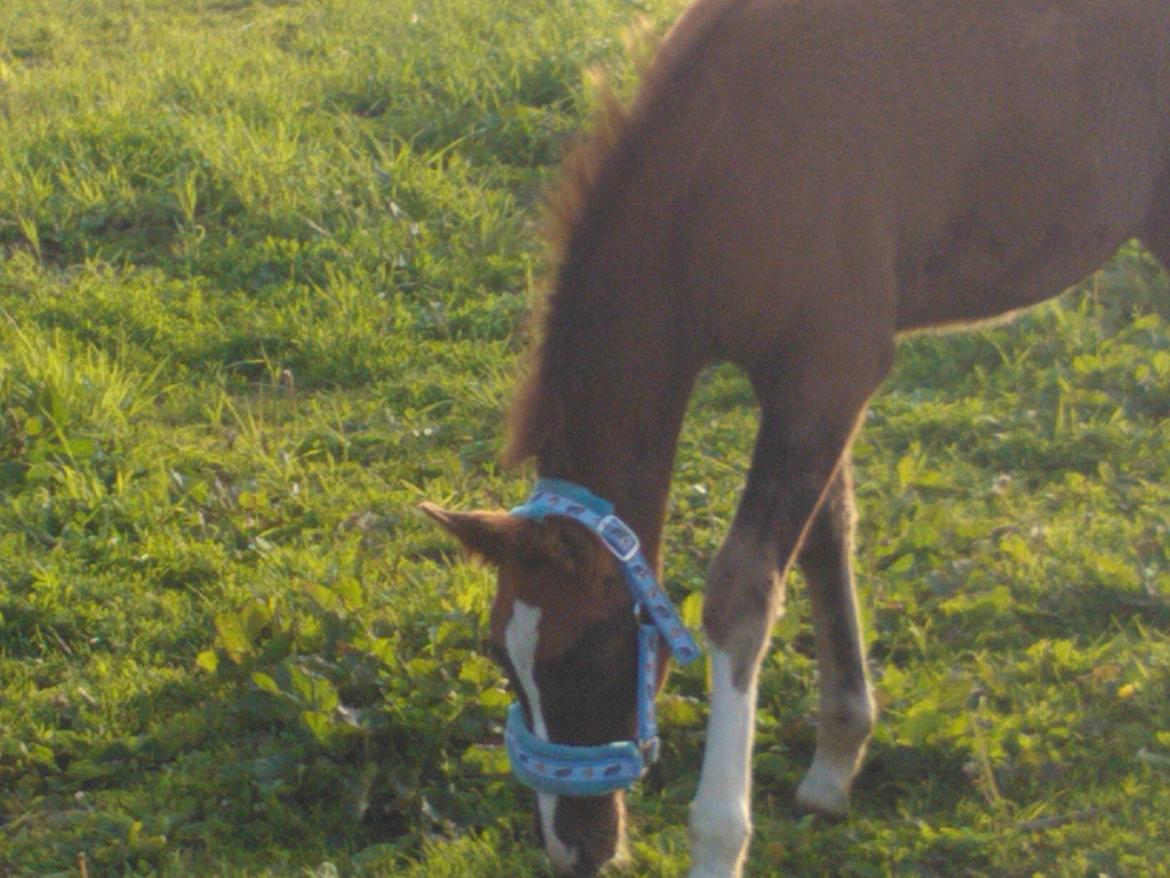 Anden særlig race de Rosche´s Turbo Speed billede 11