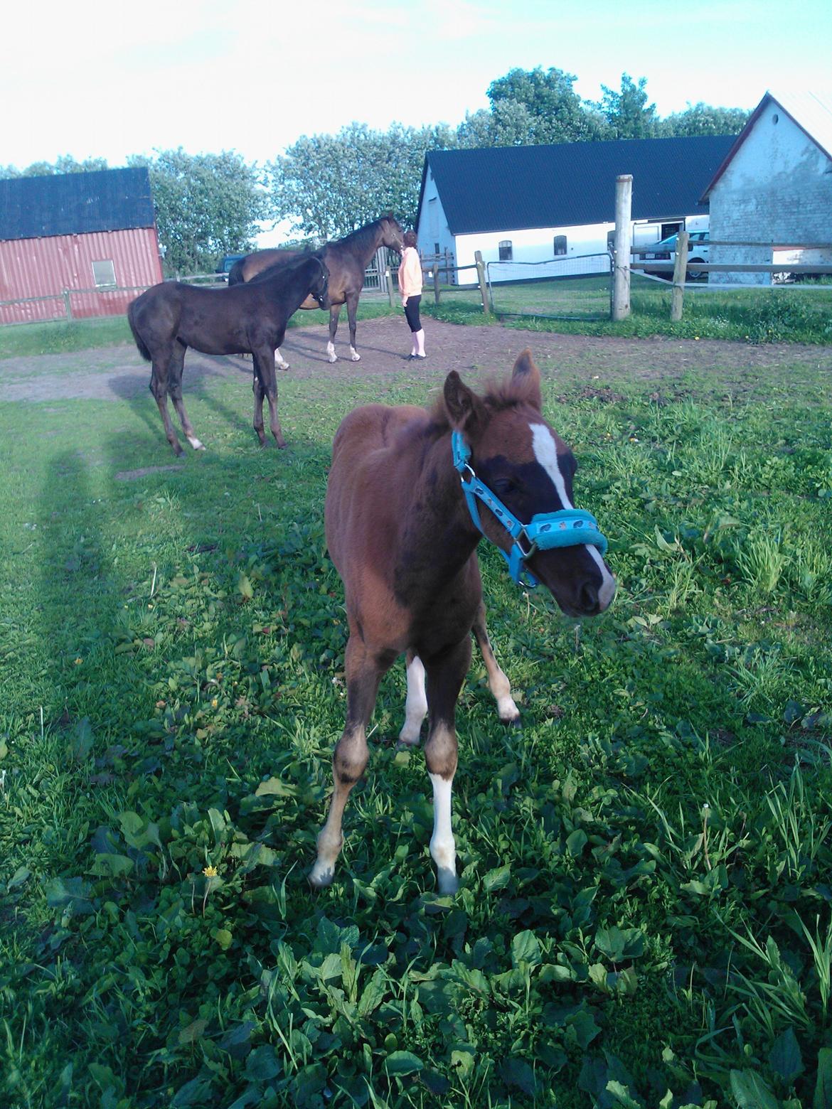 Anden særlig race de Rosche´s Turbo Speed billede 1