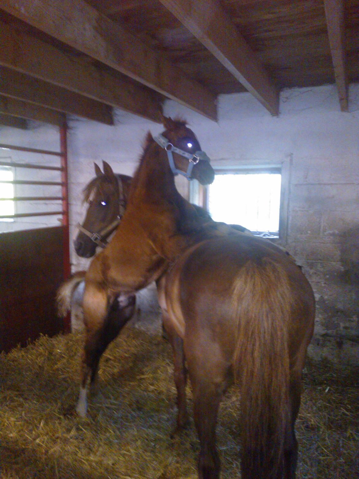 Anden særlig race de Rosche´s Turbo Speed billede 12