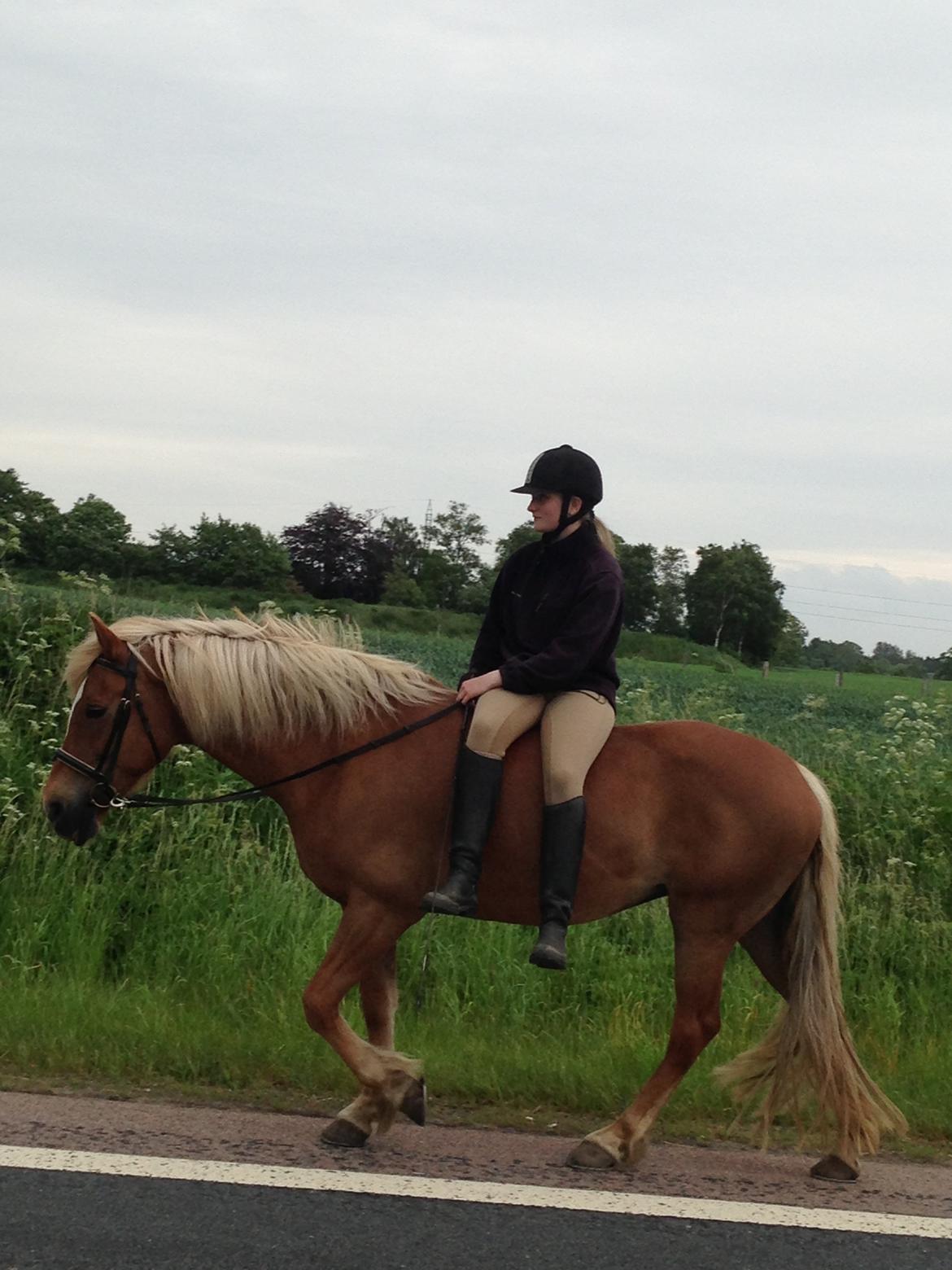 Haflinger Katarina *bronze vinder ved haflinger DM 2016* - På tur :) billede 11