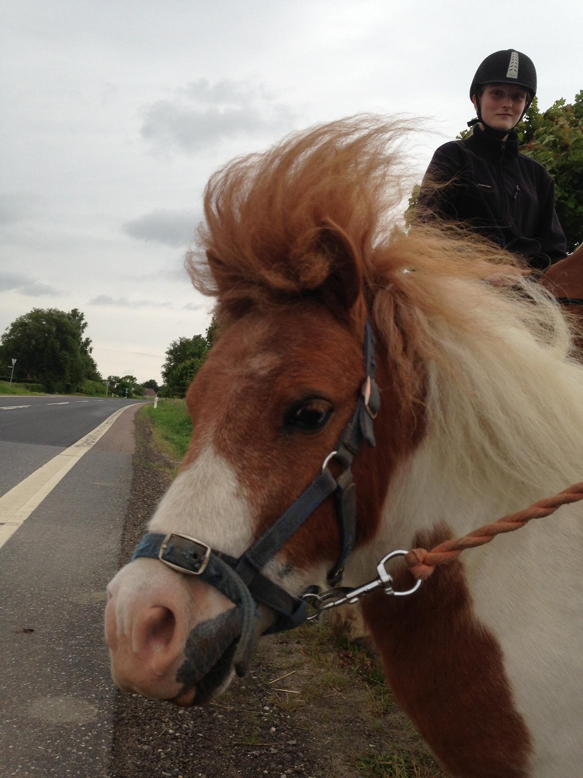 Shetlænder Buller - Charme, selvtillid og lækkert hår :) billede 20