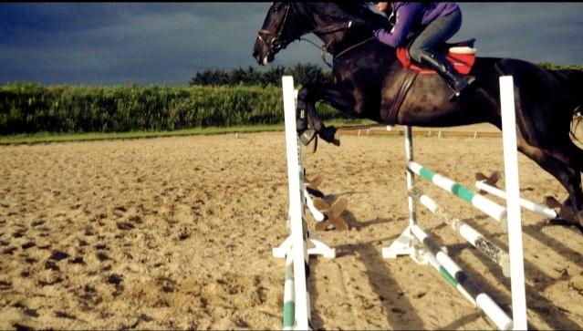 Dansk Varmblod - Carnival (B-HEST) [HIMMEL HEST] - 20) billede 20