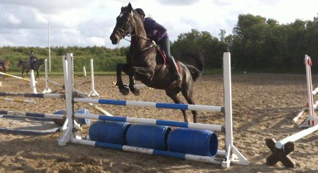 Dansk Varmblod - Carnival (B-HEST) [HIMMEL HEST] - 13) billede 13