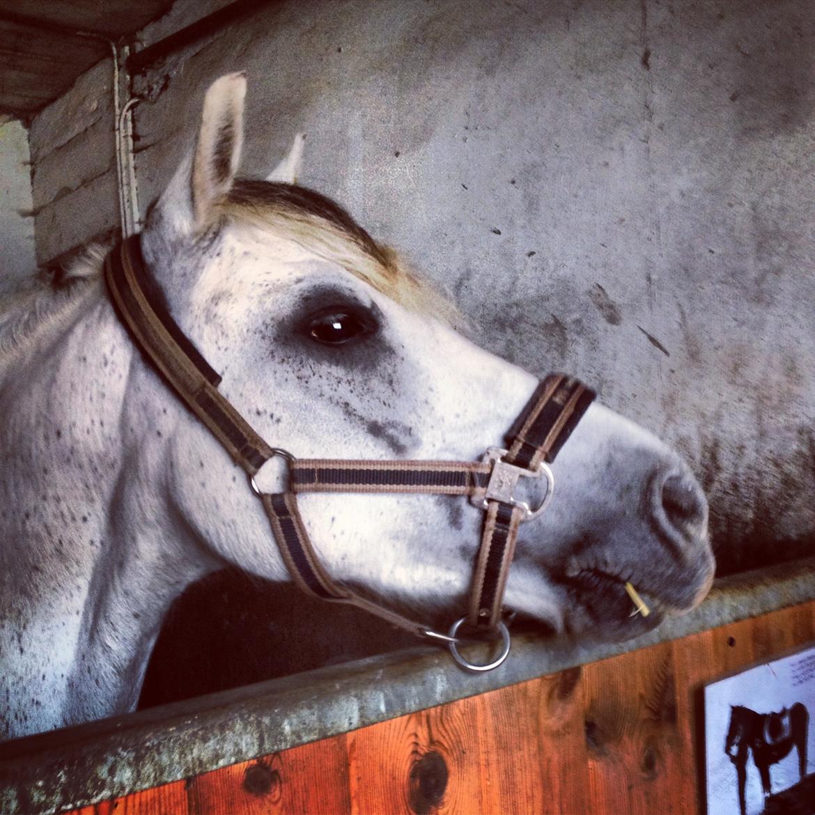 Anden særlig race kastaniegårdens Desiree billede 18