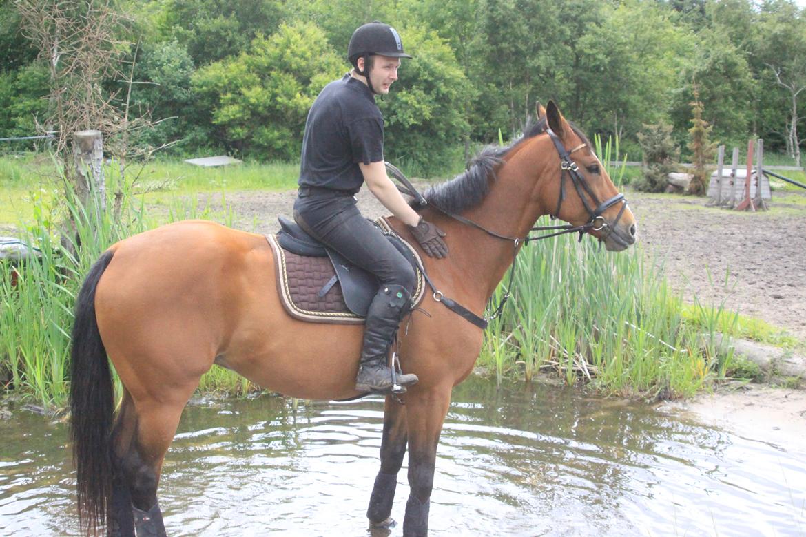 Hollandsk Varmblod Octopussy aka Pusle billede 2