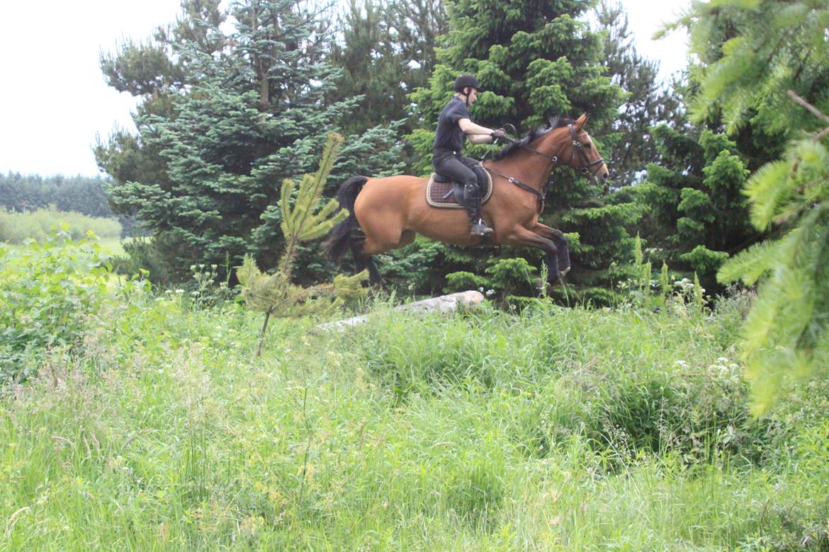 Hollandsk Varmblod Octopussy aka Pusle billede 18