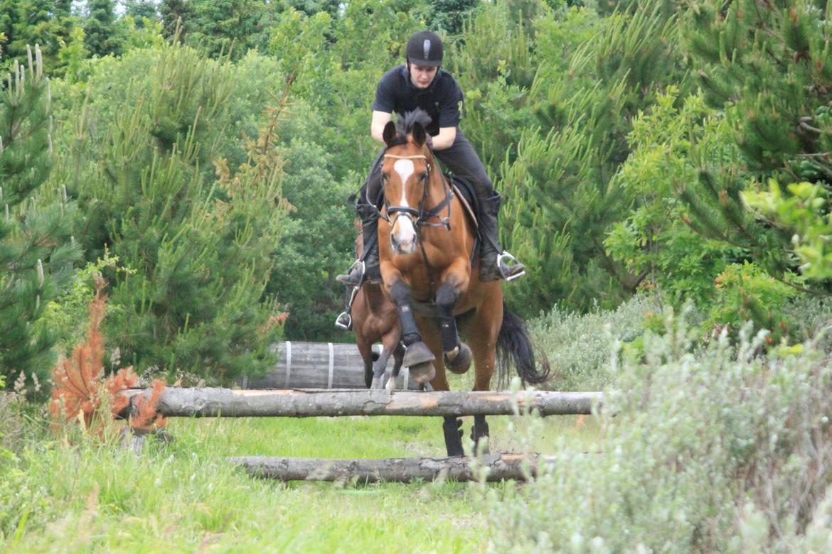 Hollandsk Varmblod Octopussy aka Pusle - Military træning i Klithuse billede 19