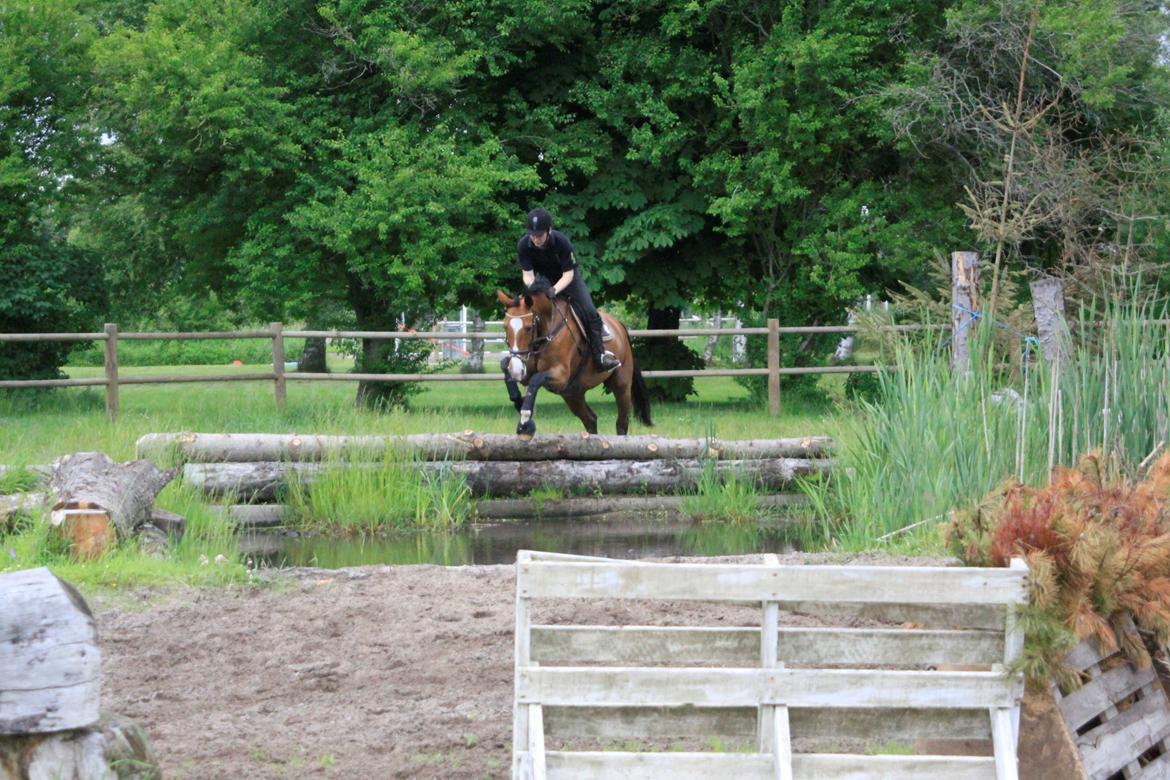 Hollandsk Varmblod Octopussy aka Pusle billede 20