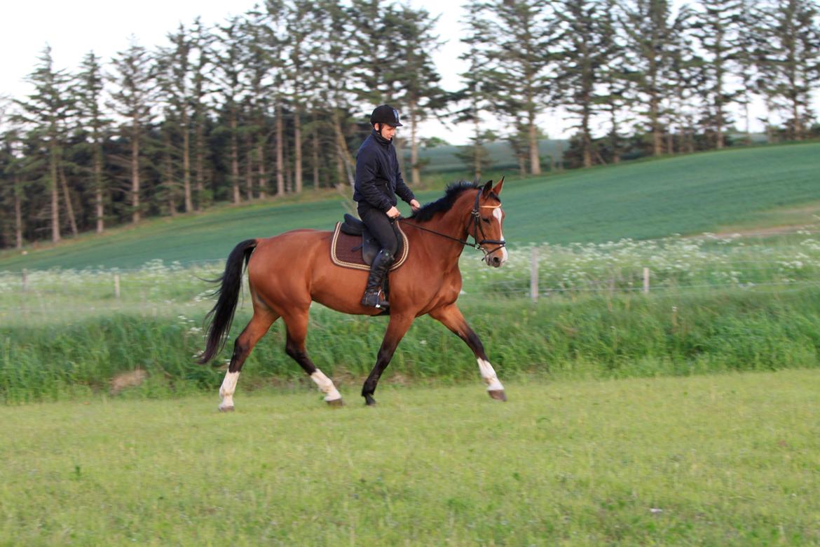 Hollandsk Varmblod Octopussy aka Pusle billede 21