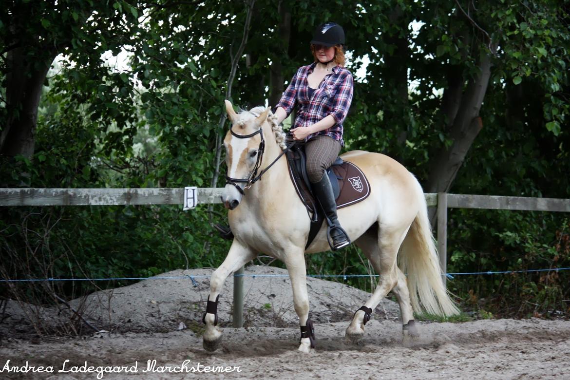 Tyroler Haflinger Anthony's Apollo - Vresader er påbegyndt. han synes det ret svært.
 billede 11