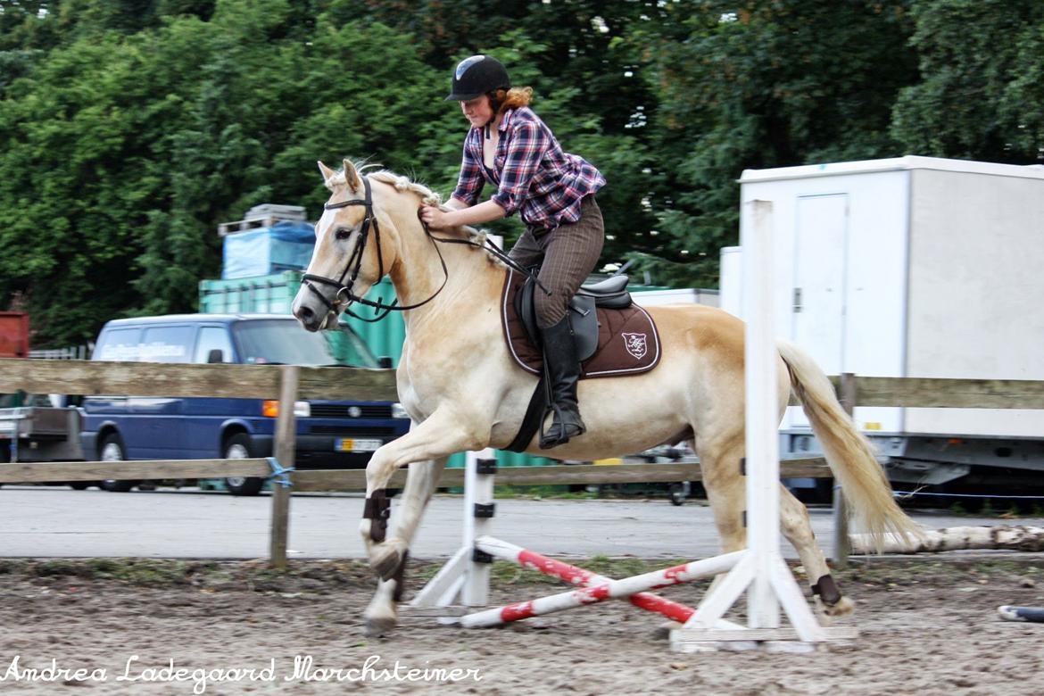 Tyroler Haflinger Anthony's Apollo - En af de første gange han springer, han virker ret glad for det. billede 6