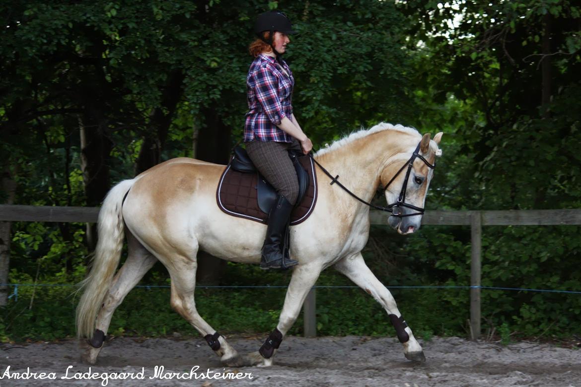 Tyroler Haflinger Anthony's Apollo - Hans gang er blevet meget bedre. JA han går underlod her, men lig lige mærke til at mine tøjler er løse. :) billede 14