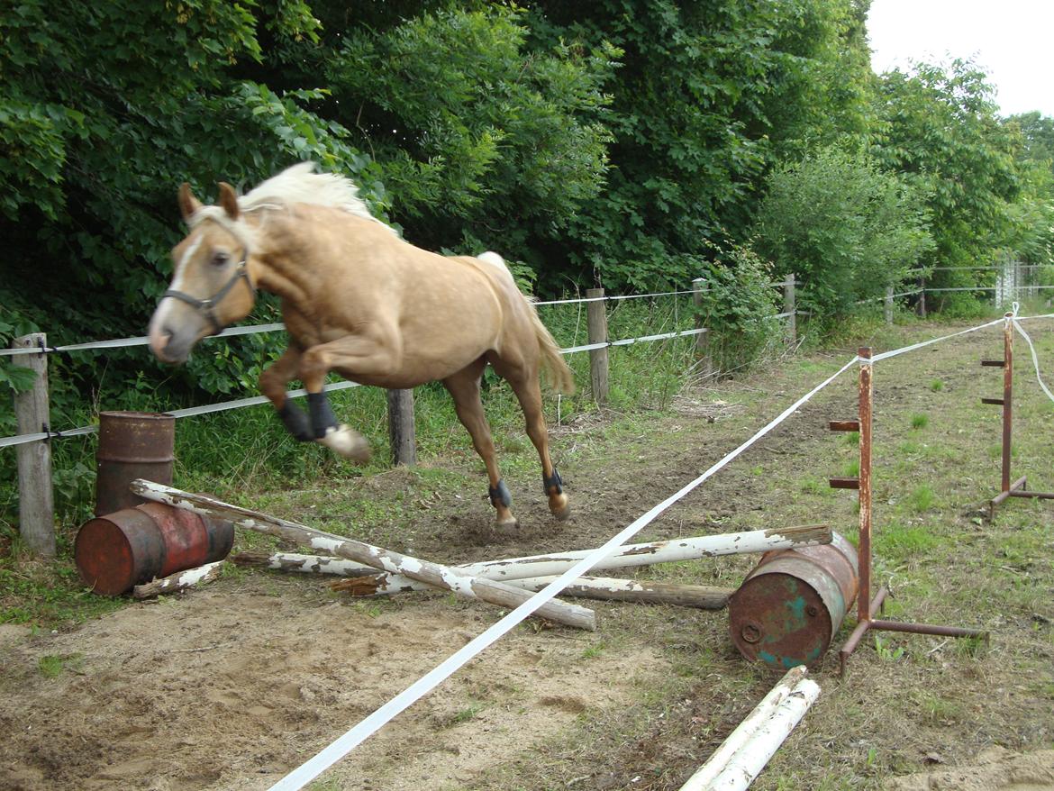 Palomino ¤  Anyska  ¤  Nysse  ¤ - 13-06-2013 Første gang Nysse springer :-) billede 13