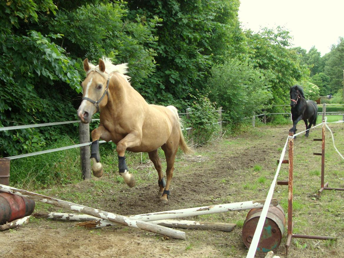 Palomino ¤  Anyska  ¤  Nysse  ¤ - 26-06-2013 Anden gang Nysse løsspringer <3 billede 6