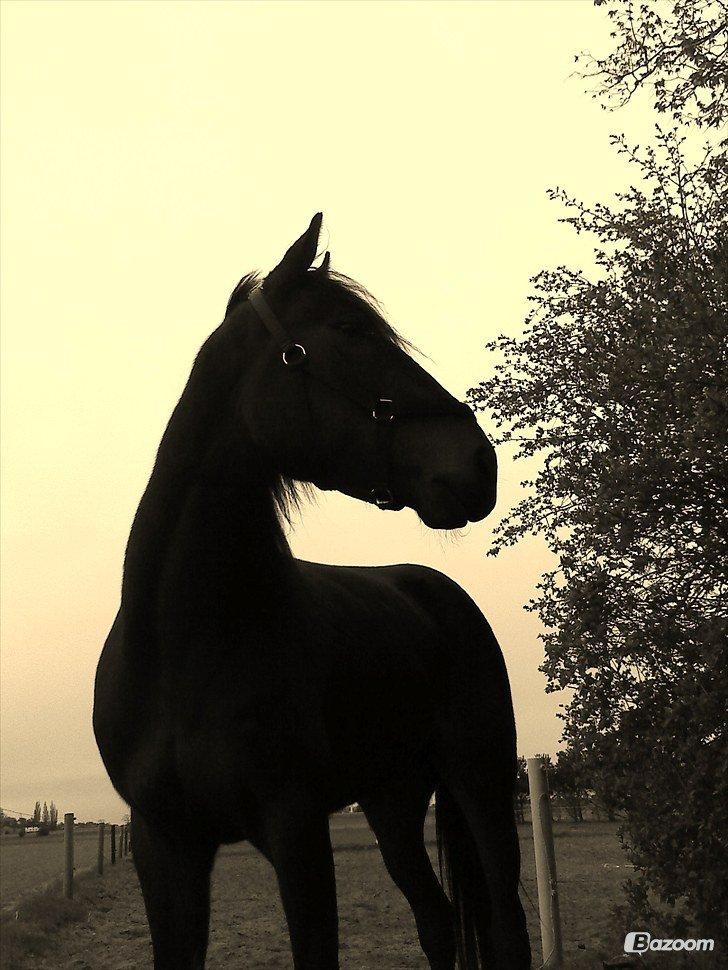 Traver Join The Dream billede 3