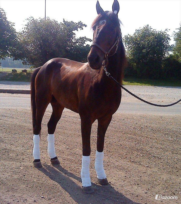 Traver Join The Dream billede 4