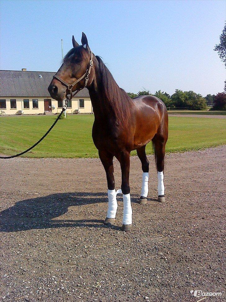 Traver Join The Dream billede 5