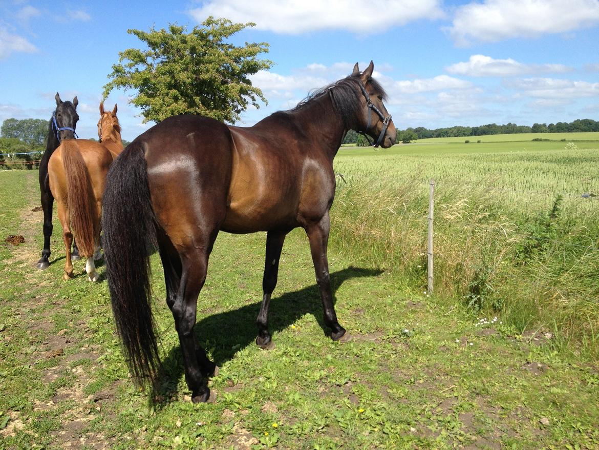 Traver Join The Dream billede 6