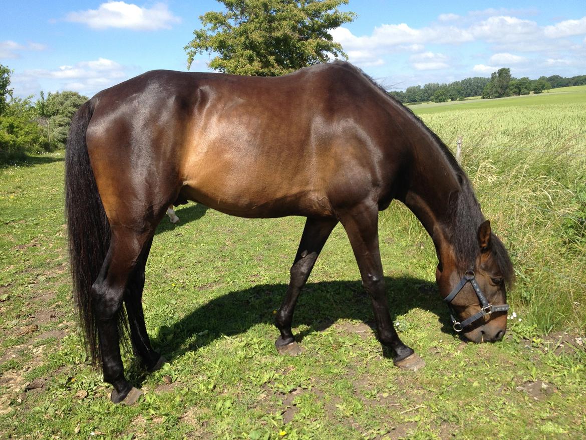 Traver Join The Dream billede 7